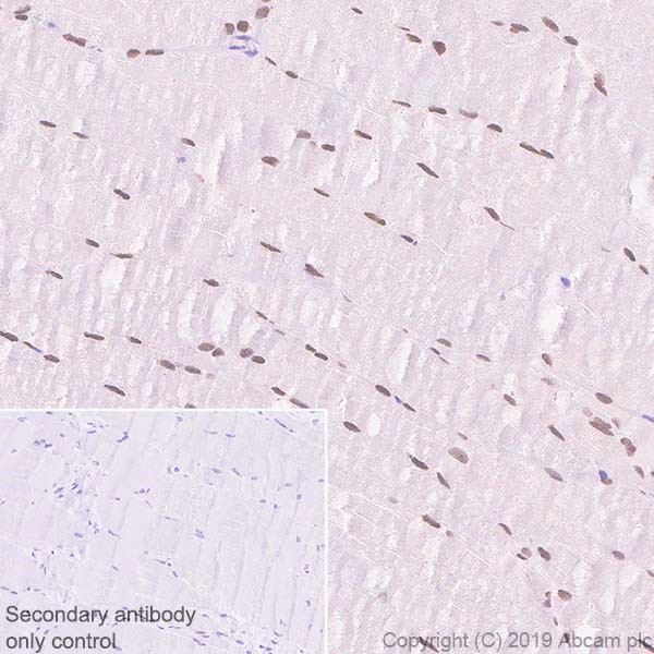 Anti-SIX1 antibody [1229] - BSA and Azide free (ab255759) | Abcam