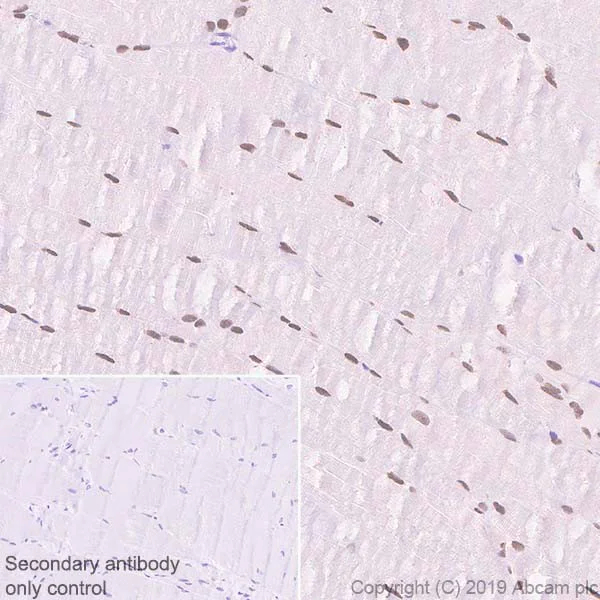 Immunohistochemistry (Formalin/PFA-fixed paraffin-embedded sections) - Anti-SIX1 antibody [1229] - BSA and Azide free (AB255759)