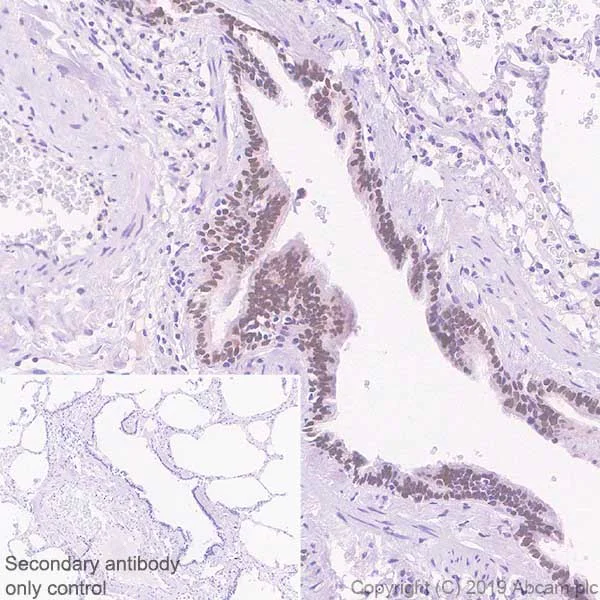 Immunohistochemistry (Formalin/PFA-fixed paraffin-embedded sections) - Anti-SIX1 antibody [1229] - BSA and Azide free (AB255759)