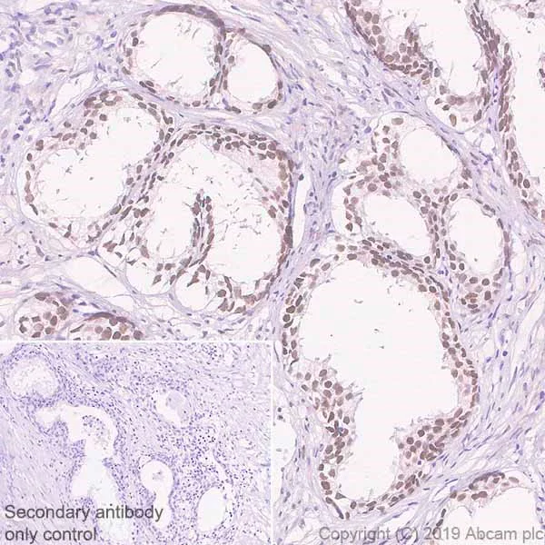 Immunohistochemistry (Formalin/PFA-fixed paraffin-embedded sections) - Anti-SIX1 antibody [1229] - BSA and Azide free (AB255759)