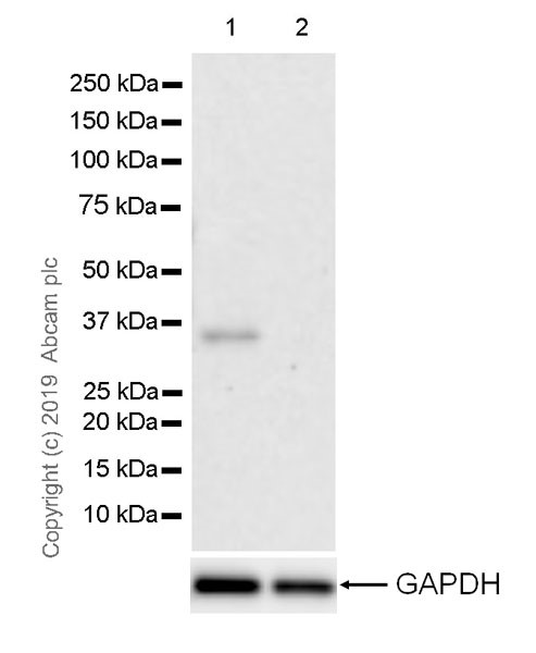 Western blot - Anti-SIX1 antibody [1593] - BSA and Azide free (AB255754), expandable thumbnail