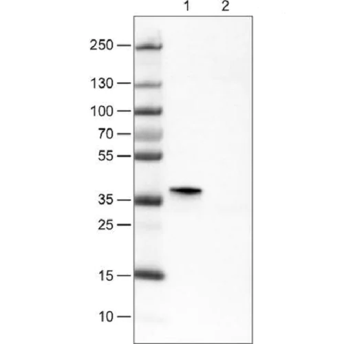 Western blot - Anti-SIX1 antibody [CL0185] (AB236761)