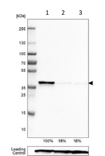Western blot - Anti-SIX1 antibody [CL0185] (AB236761)