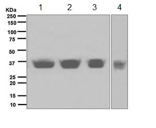Western blot - Anti-SIX2 antibody [EPR4824] - BSA and Azide free (AB247940)