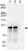 Immunoprecipitation - Anti-SIX4 antibody (AB176713)