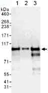 Western blot - Anti-SIX4 antibody (AB176713)