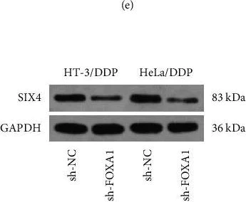Western blot - Anti-SIX4 antibody (AB176713)