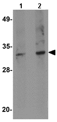 Western blot - Anti-SKA1 antibody (AB91550)