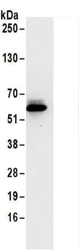 Immunoprecipitation - Anti-SKA3 antibody - C-terminal (AB186003)
