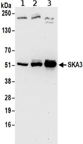 Western blot - Anti-SKA3 antibody - C-terminal (AB186003)