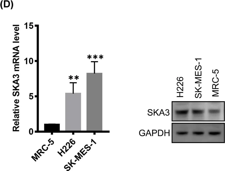 Western blot - Anti-SKA3 antibody - C-terminal (AB186003)