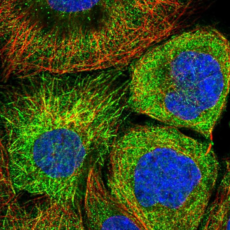 Immunocytochemistry/ Immunofluorescence - Anti-SKAP antibody (AB122769)
