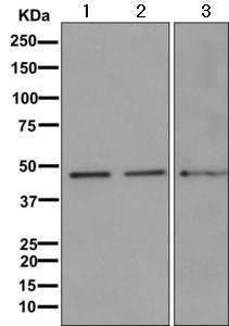Western blot - Anti-SKAP55 antibody [EPR11359] (AB171947)