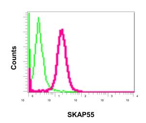 Flow Cytometry (Intracellular) - Anti-SKAP55 antibody [EPR11359] - BSA and Azide free (AB249666), expandable thumbnail