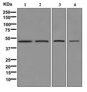Western blot - Anti-SKAP55 antibody [EPR11360] - BSA and Azide free (AB249562)