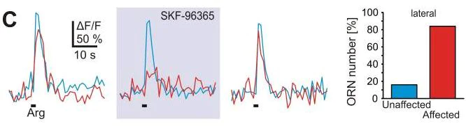 Functional Studies - SKF 96365, TRP channel blocker (AB120280)