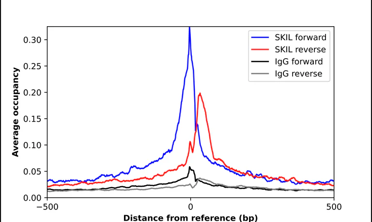 ChIP - Anti-SKIL Antibody (AB327190)