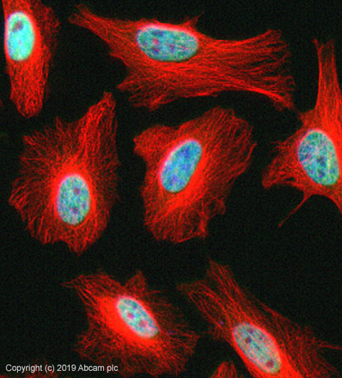 Immunocytochemistry/ Immunofluorescence - Anti-SKP2 antibody (AB19877)