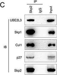 Western blot - Anti-SKP2 antibody (AB68455)