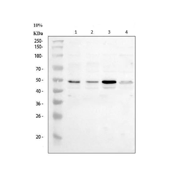 Western blot - Anti-SKP2 antibody (AB68455)