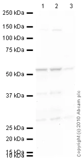 Western blot - Anti-SKP2 antibody (AB68455)