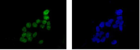 Immunocytochemistry/ Immunofluorescence - Anti-SKP2 antibody [EPR3305(2)] - BSA and Azide free (AB240263)