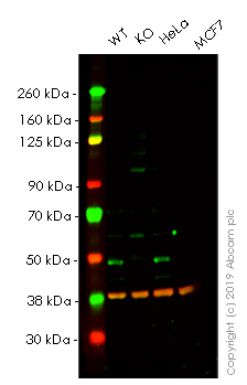 Western blot - Anti-SKP2 antibody [EPR3305(2)] - BSA and Azide free (AB240263), expandable thumbnail