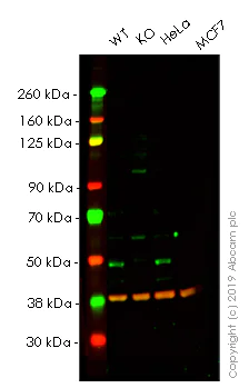 Western blot - Anti-SKP2 antibody [EPR3305(2)] - BSA and Azide free (AB240263)