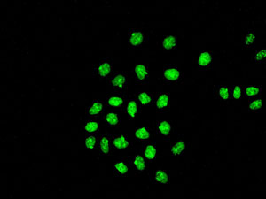Immunocytochemistry/ Immunofluorescence - Anti-SKP2 antibody [EPR3306(2)] - BSA and Azide free (AB248010), expandable thumbnail