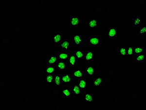 Immunocytochemistry/ Immunofluorescence - Anti-SKP2 antibody [EPR3306(2)] - BSA and Azide free (AB248010)