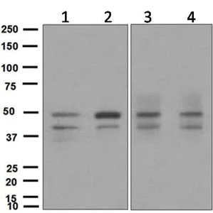 Western blot - Anti-SKP2 antibody [EPR3306(2)] - BSA and Azide free (AB248010)