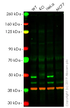 Western blot - Anti-SKP2 antibody [EPR3306(2)] - BSA and Azide free (AB248010)