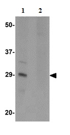 Western blot - Anti-SLAM / CD150 antibody (AB156288)