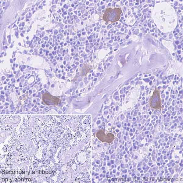 Immunohistochemistry (Formalin/PFA-fixed paraffin-embedded sections) - Anti-SLAM / CD150 antibody [EPR22904-135] (AB228978)