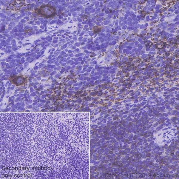 Immunohistochemistry (Formalin/PFA-fixed paraffin-embedded sections) - Anti-SLAM / CD150 antibody [EPR22904-135] (AB228978)