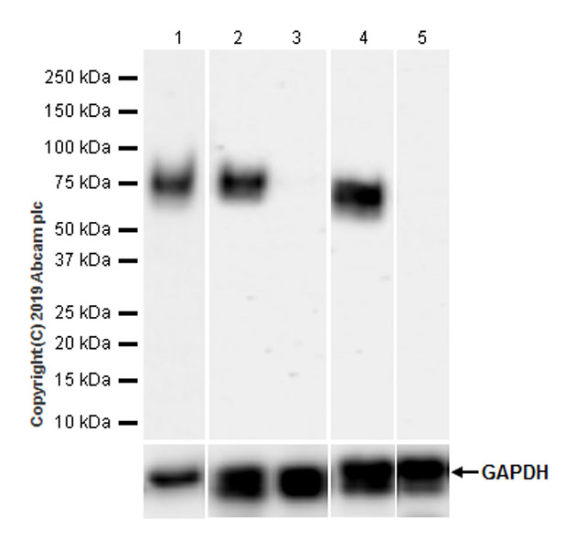 Western blot - Anti-SLAM / CD150 antibody [EPR22904-135] (AB228978)