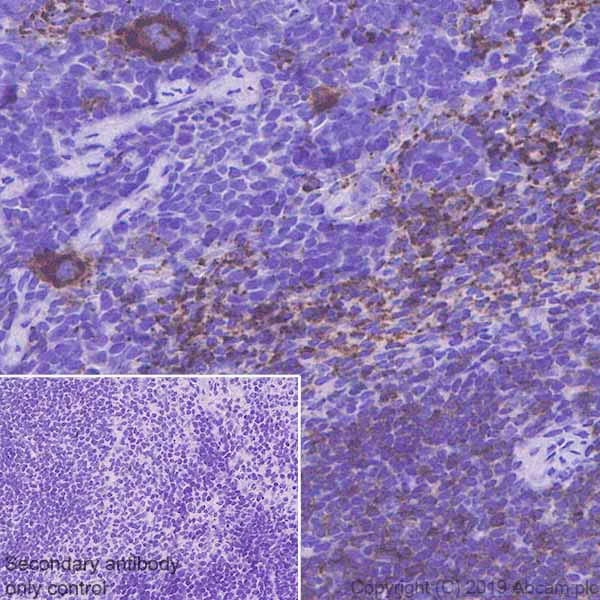 Immunohistochemistry (Formalin/PFA-fixed paraffin-embedded sections) - Anti-SLAM / CD150 antibody [EPR22904-135] - BSA and Azide free (AB256359)