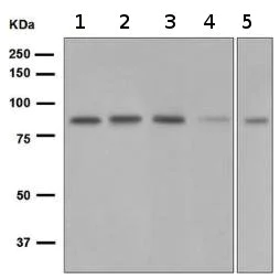 Western blot - Anti-SLAM / CD150 antibody [EPR5470] (AB134044)