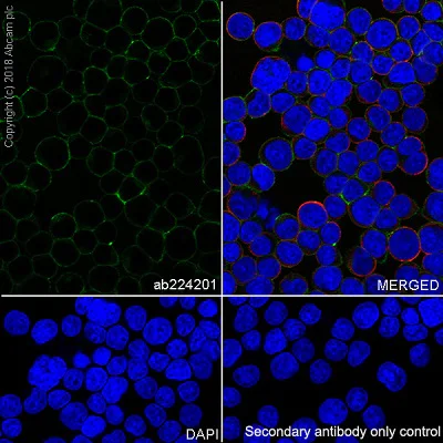 Immunocytochemistry/ Immunofluorescence - Anti-SLAMF6 antibody [EPR22170] (AB224201)