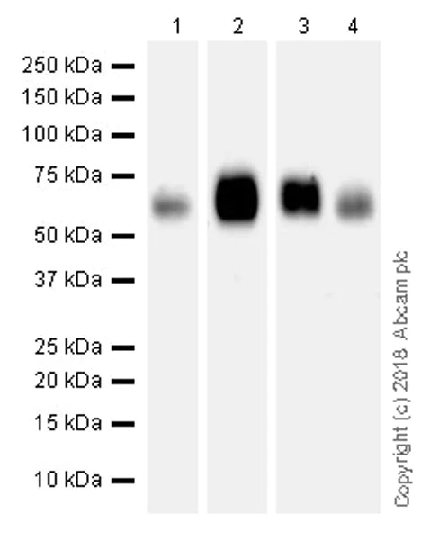 Western blot - Anti-SLAMF6 antibody [EPR22170] (AB224201)
