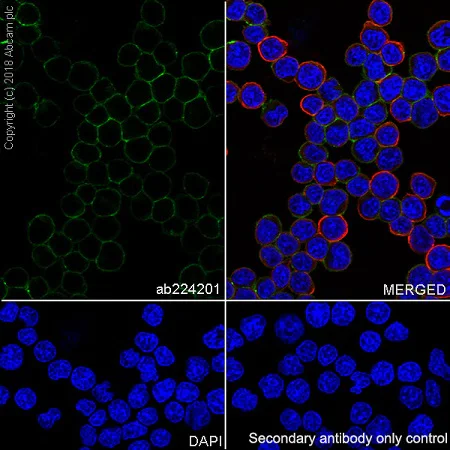 Immunocytochemistry/ Immunofluorescence - Anti-SLAMF6 antibody [EPR22170] - BSA and Azide free (AB238421)