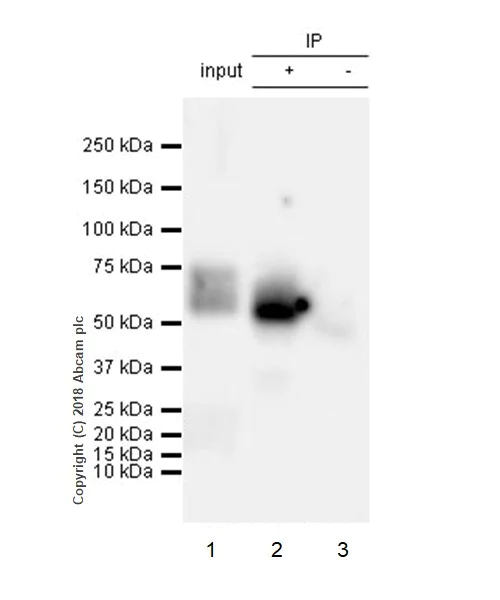 Immunoprecipitation - Anti-SLAMF6 antibody [EPR22170] - BSA and Azide free (AB238421)