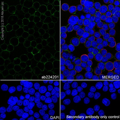 Immunocytochemistry/ Immunofluorescence - Anti-SLAMF6 antibody [EPR22170] - Low endotoxin, Azide free (AB246707)