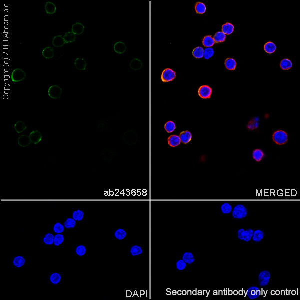 Immunocytochemistry/ Immunofluorescence - Anti-SLAMF6 antibody [EPR23122-130] (AB243658)