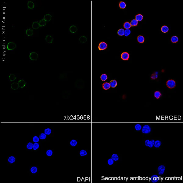 Immunocytochemistry/ Immunofluorescence - Anti-SLAMF6 antibody [EPR23122-130] - BSA and Azide free (AB267349)