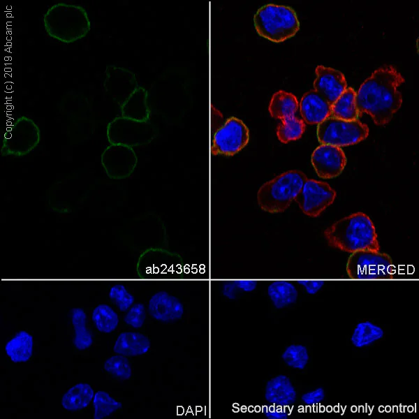 Immunocytochemistry/ Immunofluorescence - Anti-SLAMF6 antibody [EPR23122-130] - BSA and Azide free (AB267349)