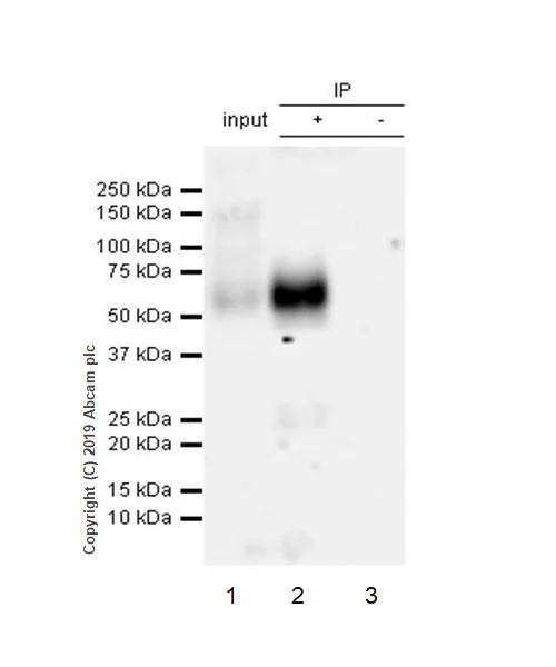 Immunoprecipitation - Anti-SLAMF6 antibody [EPR23122-130] - BSA and Azide free (AB267349)