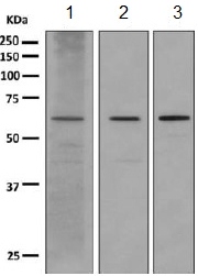 Western blot - Anti-SLAMF6 antibody [EPR9916] - BSA and Azide free (AB249206), expandable thumbnail