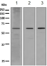 Western blot - Anti-SLAMF6 antibody [EPR9916] - BSA and Azide free (AB249206)