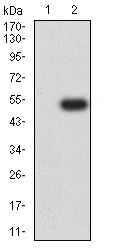 Western blot - Anti-SLAMF7/CS1 antibody [5G5A4] (AB233779), expandable thumbnail